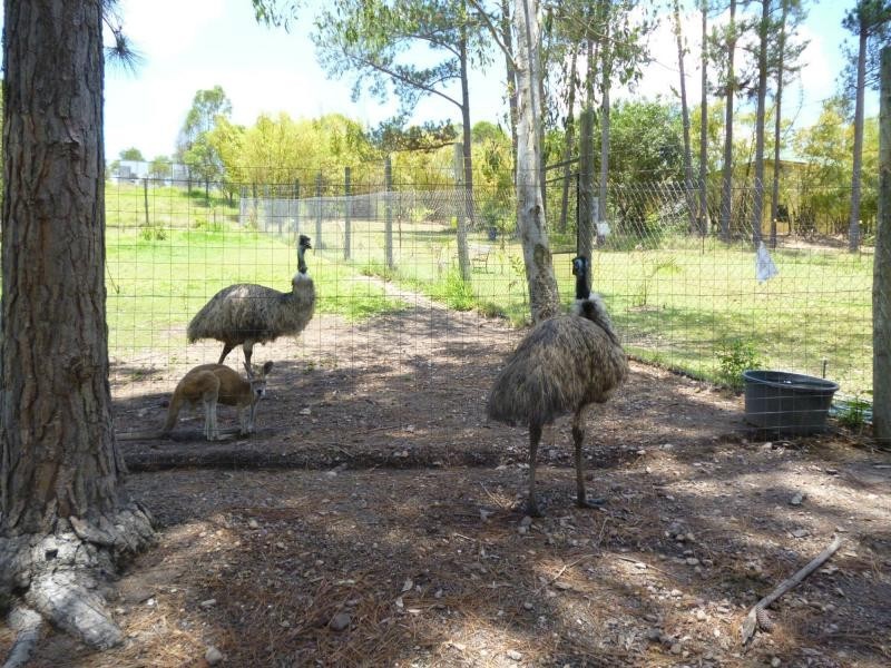 Apple Tree Creek QLD 4660