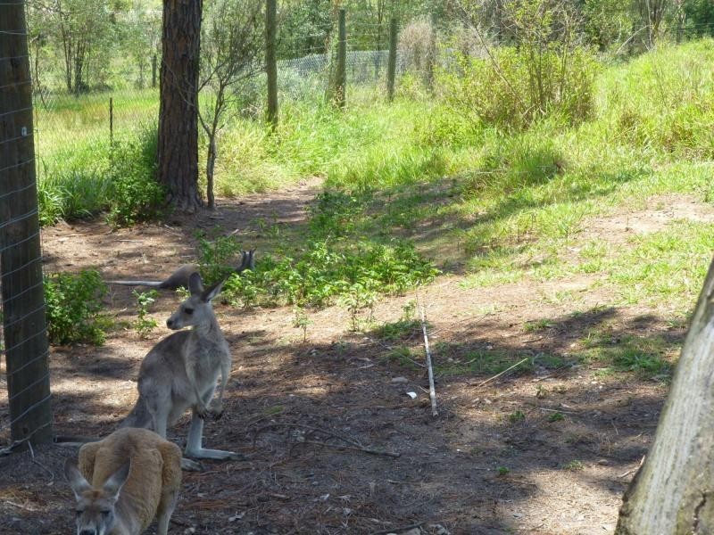 Apple Tree Creek QLD 4660