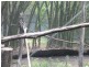 Apple Tree Creek QLD 4660
