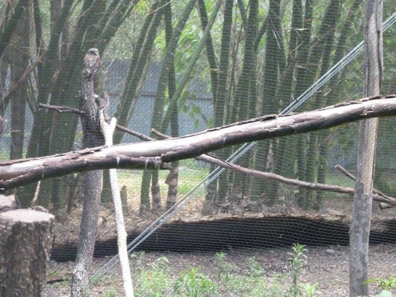 Apple Tree Creek QLD 4660