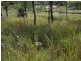 Coringa QLD 4621