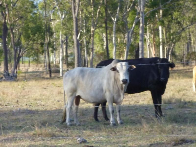 Dallarnil QLD 4621