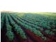 North Isis QLD 4660