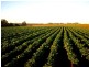 North Isis QLD 4660