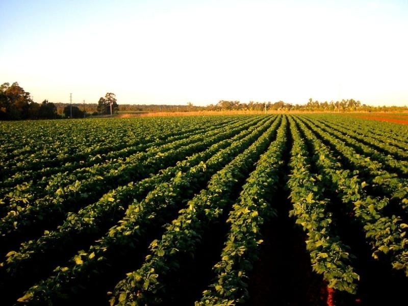 North Isis QLD 4660