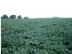 North Isis QLD 4660