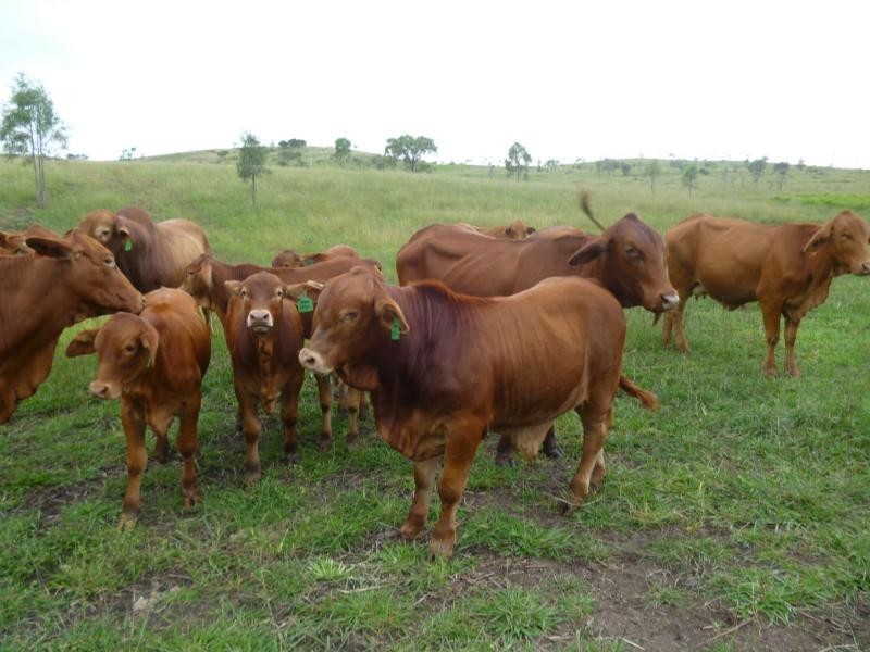 180 BOOYAL DALLARNIL RD Road, Dallarnil QLD 4621