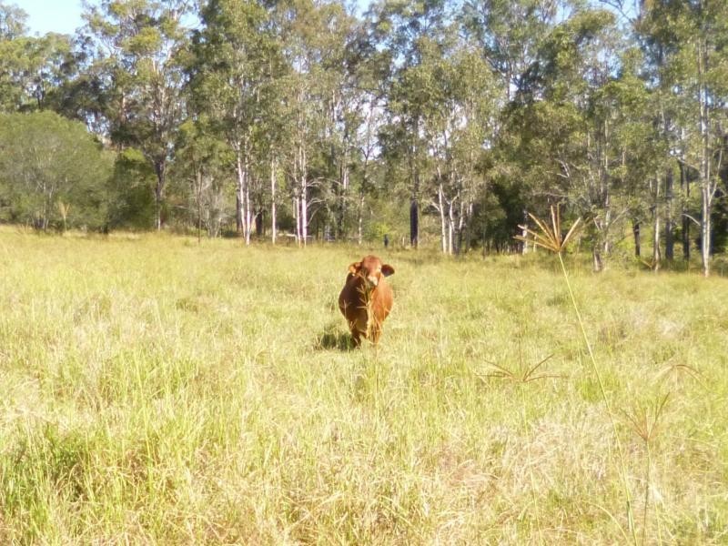 L2 Everetts Road, Childers, South Isis QLD 4660