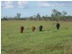 Golden Fleece QLD 4621