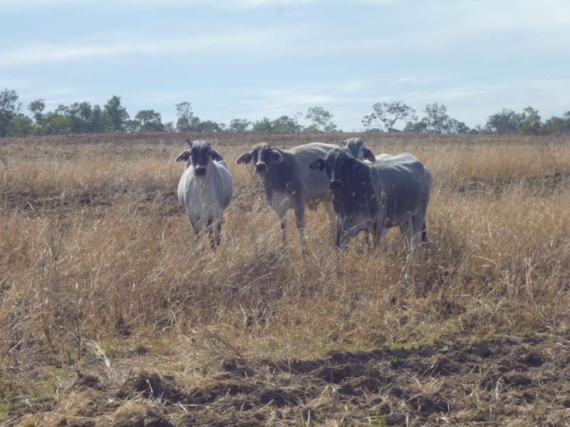 281 Causeway Road, Booyal QLD 4671