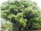 Childers QLD 4660