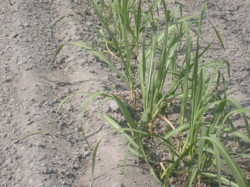 North Gregory QLD 4660