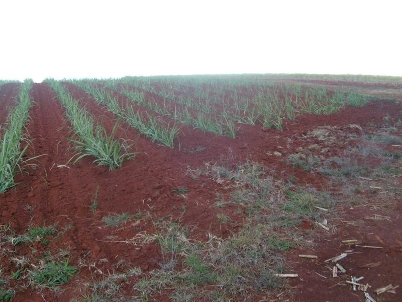 Isis Central QLD 4660