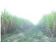Alloway QLD 4670