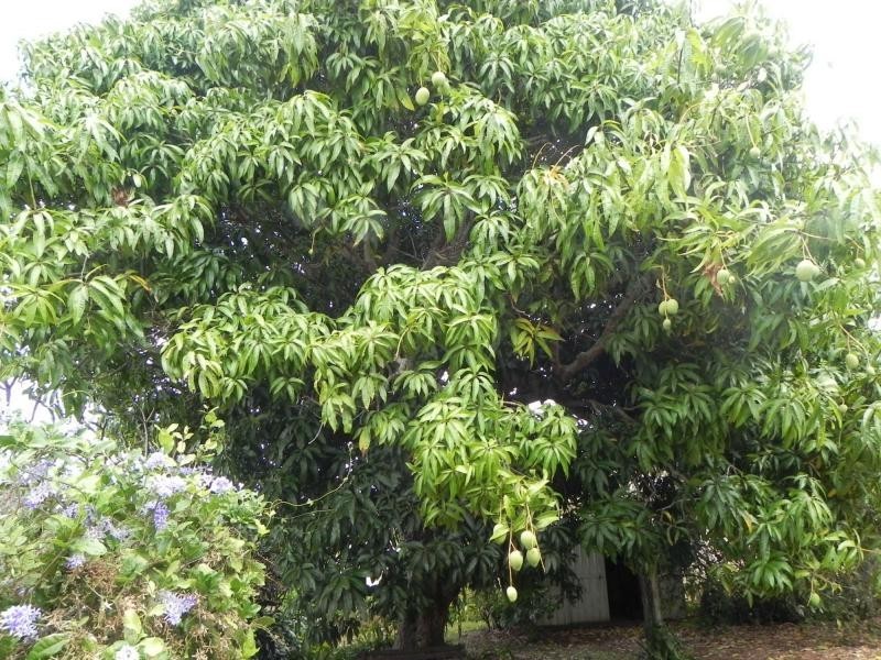 10 Nelson Street, Childers QLD 4660