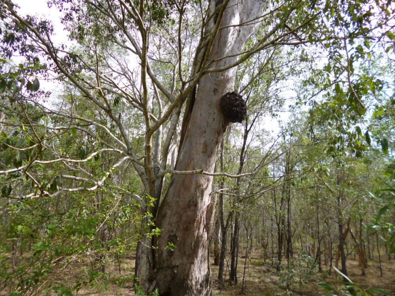 Lot 7 Bootharh Road, Horton QLD 4660