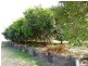 93-95 Drummond Street, Childers, Apple Tree Creek QLD 4660