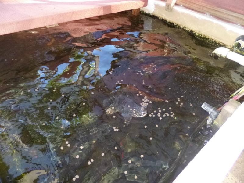 82 Bunns Road, Childers, Apple Tree Creek QLD 4660