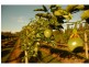 Redridge QLD 4660