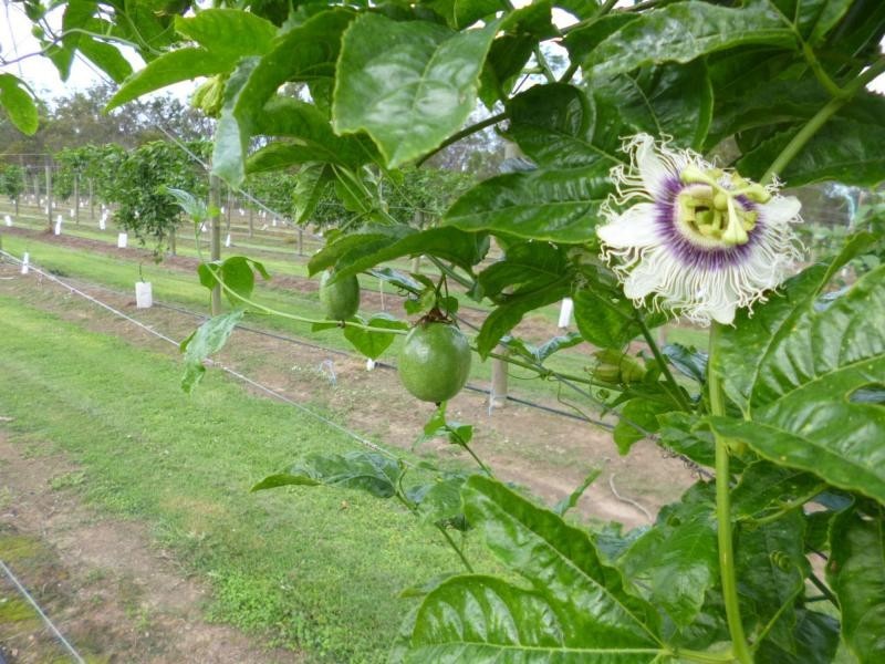 Redridge QLD 4660
