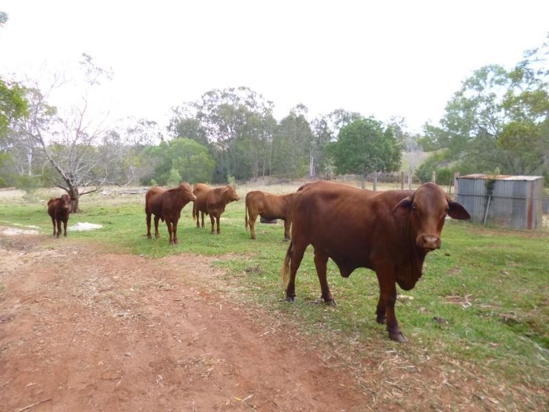 91 Everetts Road, Childers, South Isis QLD 4660