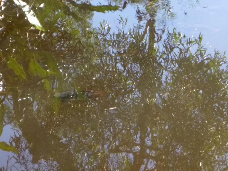 66 Junction Mountain Road, Childers, South Isis QLD 4660