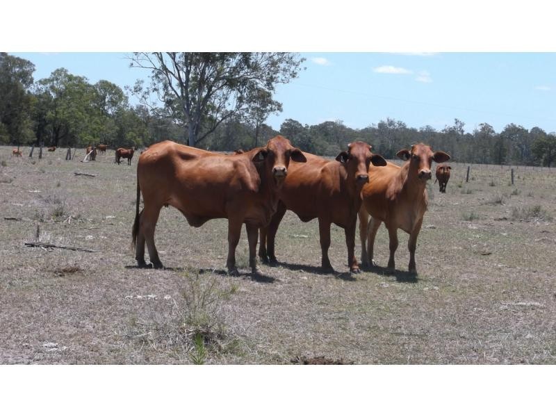 76 MT WOOWOONGA Road, BIGGENDEN, Woowoonga QLD 4621