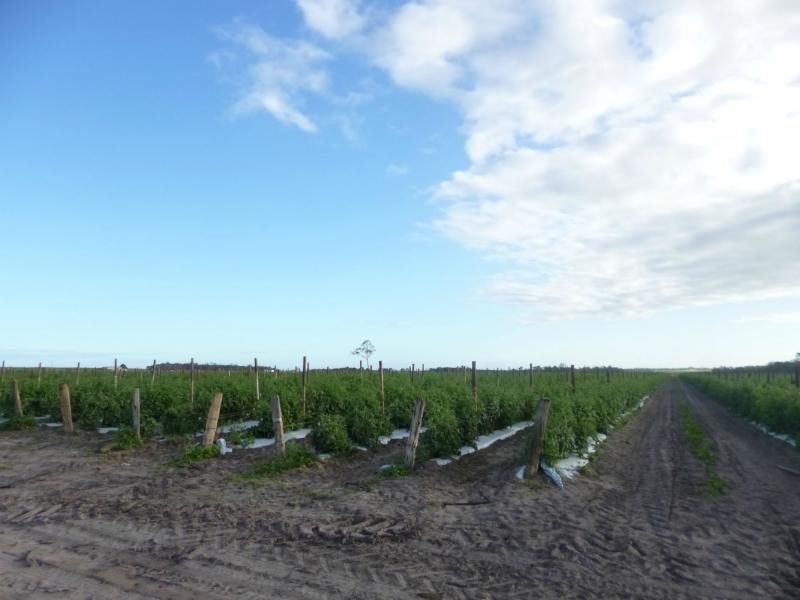 L304 Pitts Road, Childers, Farnsfield QLD 4660