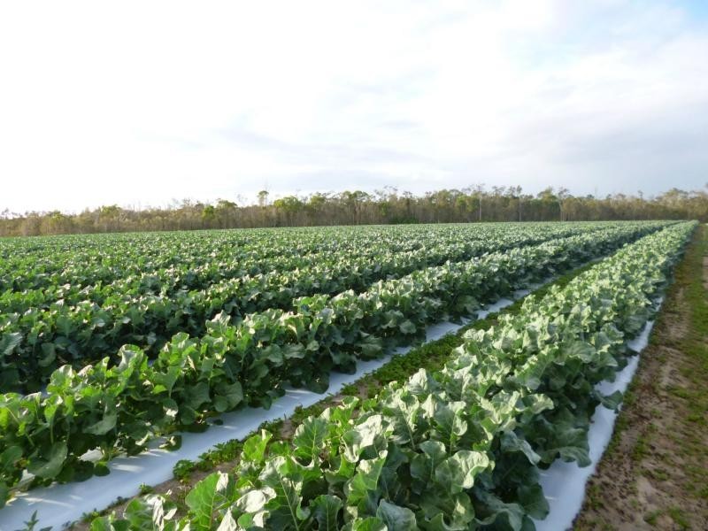 L304 Pitts Road, Childers, Farnsfield QLD 4660