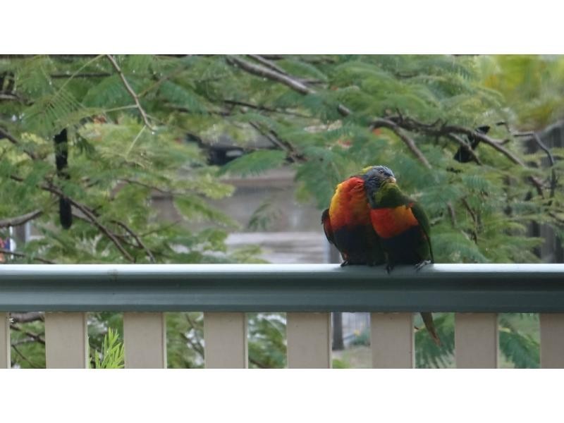 55 Mackerel Street, Woodgate QLD 4660