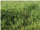 South Isis QLD 4660