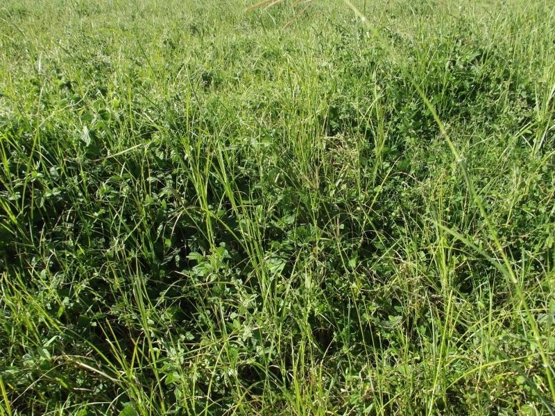 South Isis QLD 4660
