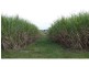 L46 & 64 Voss Road, Elliott QLD 4670
