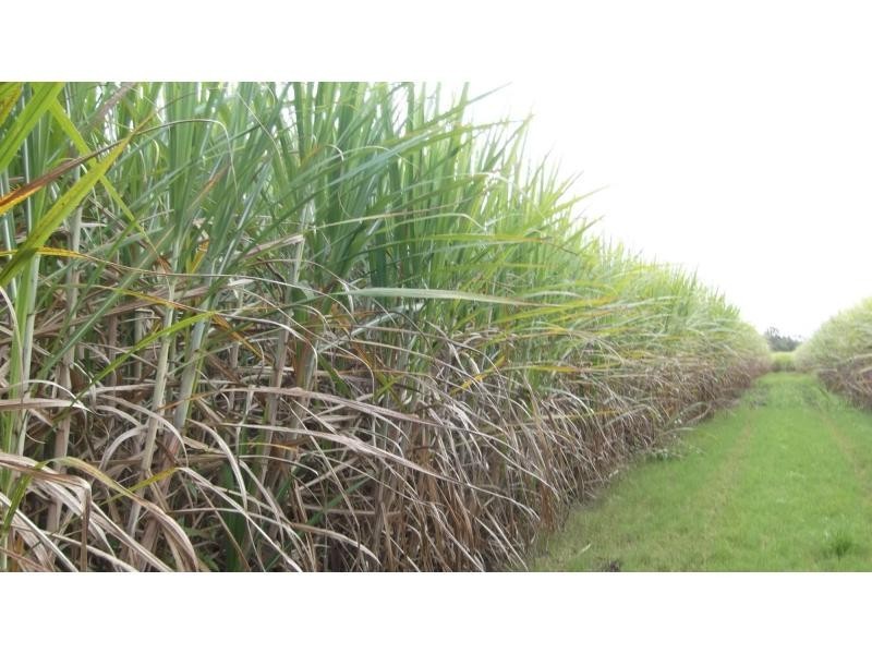L46 & 64 Voss Road, Elliott QLD 4670