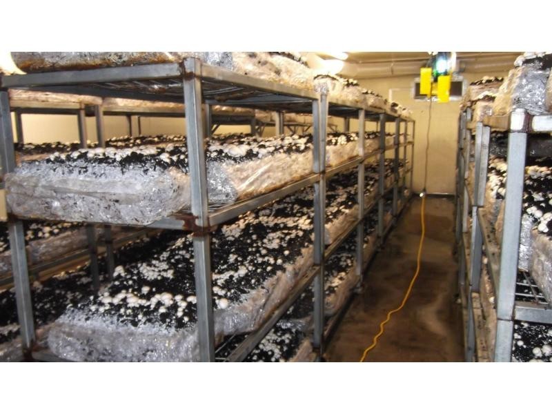 1299 Moore Park Road, Bundaberg, Gooburrum QLD 4670