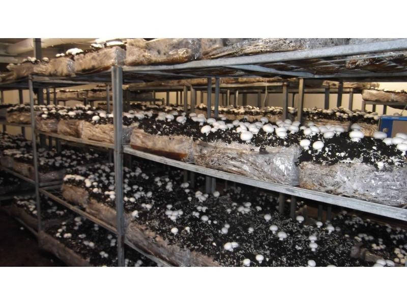 1299 Moore Park Road, Bundaberg, Gooburrum QLD 4670