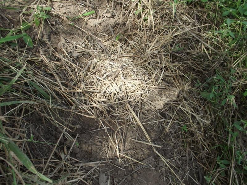 L10 Walla Island Road, Wallaville, Duingal QLD 4671