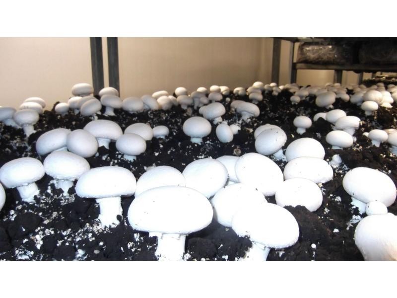 1299 Moore Park Road, Bundaberg, Gooburrum QLD 4670