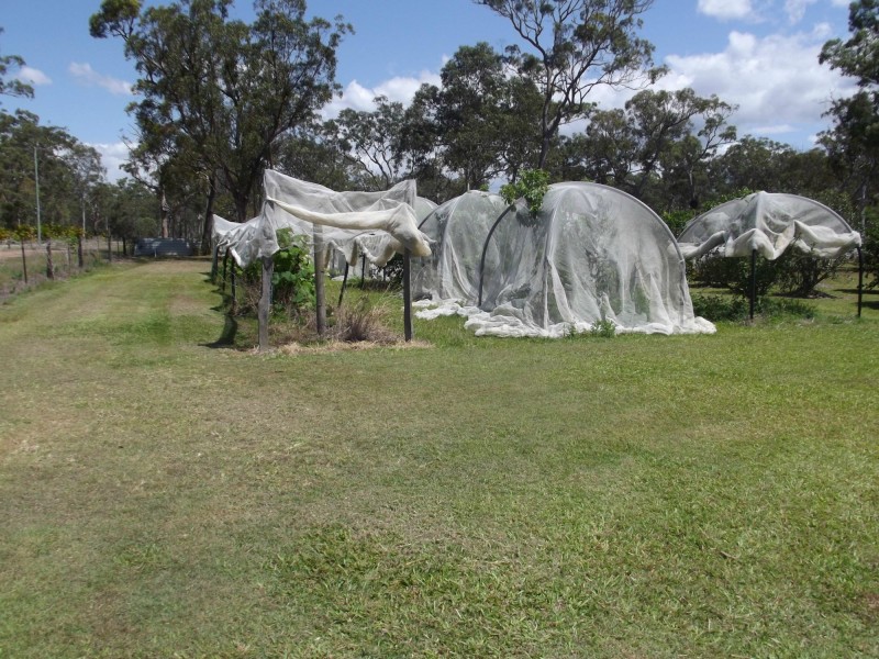 1308 Buxton Road, Buxton QLD 4660