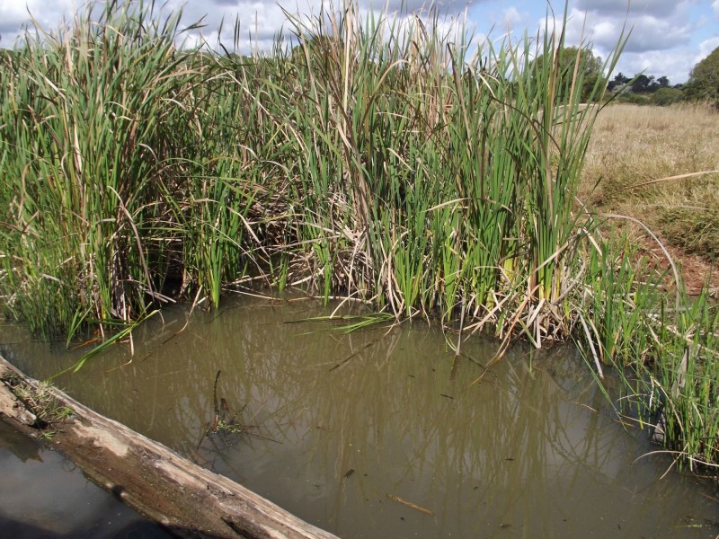 16 Harney Street, Childers QLD 4660