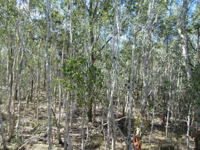 459 Garryowen Road, Farnsfield QLD 4660