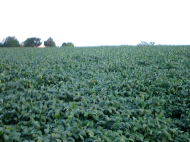 398 North Isis Road, North Isis QLD 4660