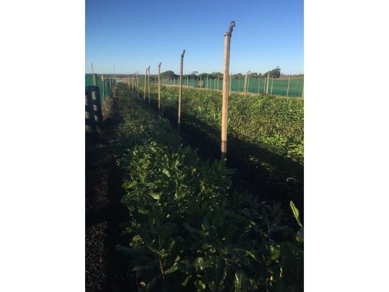 423 Sims Road, Childers, Redridge QLD 4660