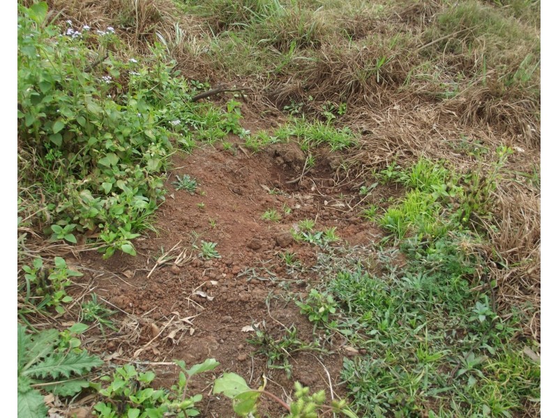 Lot 31 Whitebridge Road, North Isis QLD 4660