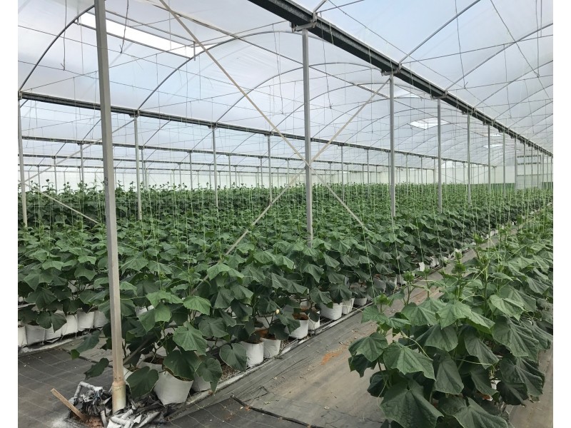 4248 Goodwood Rd, Alloway QLD 4670