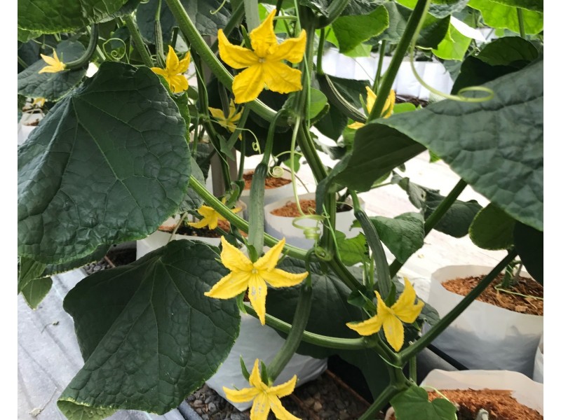 4248 Goodwood Rd, Alloway QLD 4670