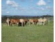 Isis Hwy, Dallarnil QLD 4621
