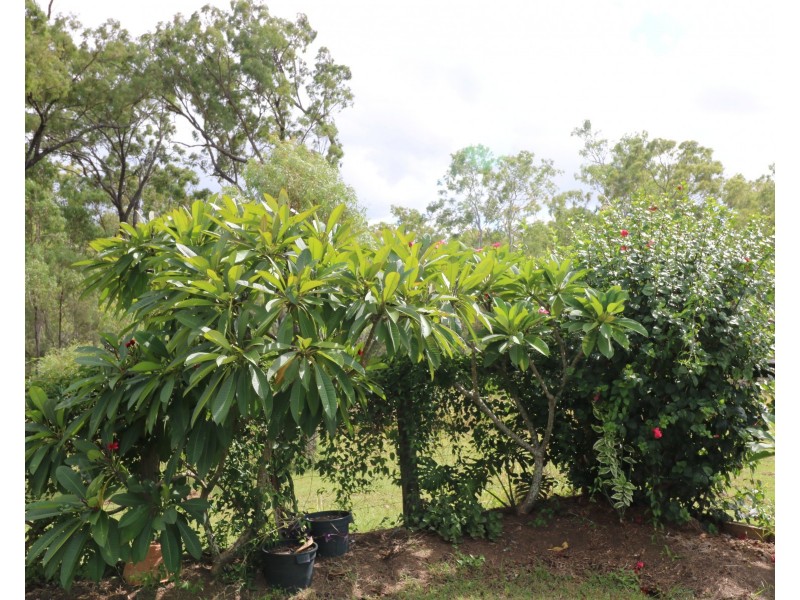 508 Hann St, Dallarnil QLD 4621