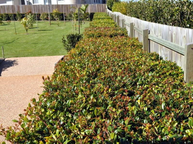 7 Macaranga Street, Maleny QLD 4552