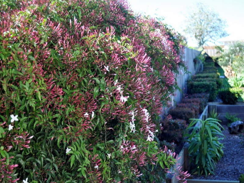 7 Macaranga Street, Maleny QLD 4552